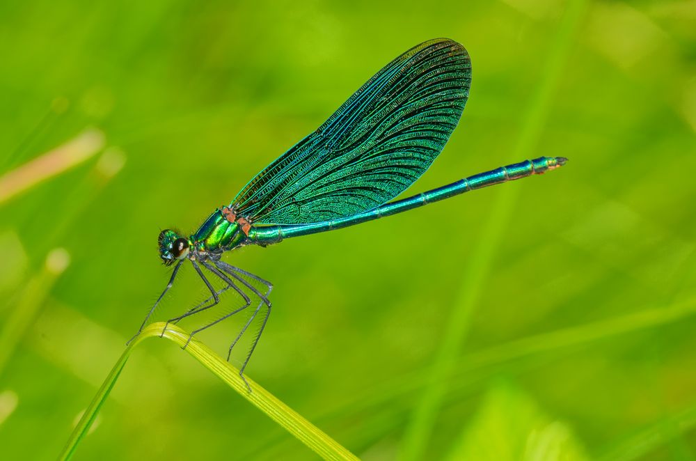 Blauflügelige Prachtlibelle (Calopteryx splendens)