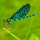 Blauflügelige Prachtlibelle (Calopteryx splendens)