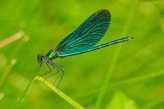 Blauflügelige Prachtlibelle (Calopteryx splendens)