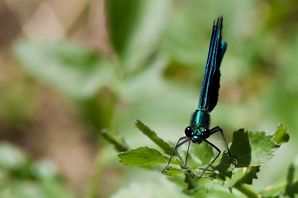 °Blauflügelige Prachtlibelle°