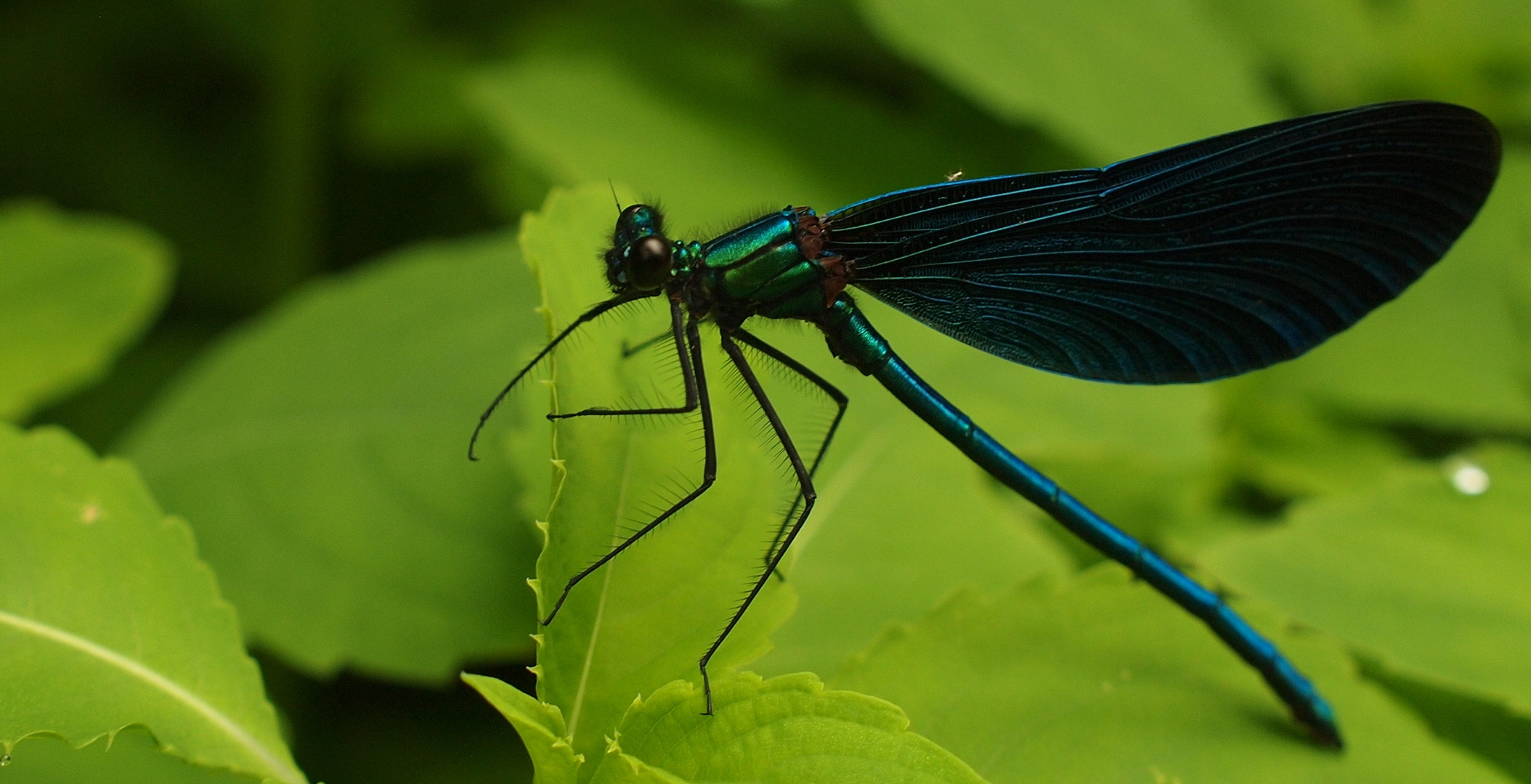 Blauflügelige Prachtlibelle