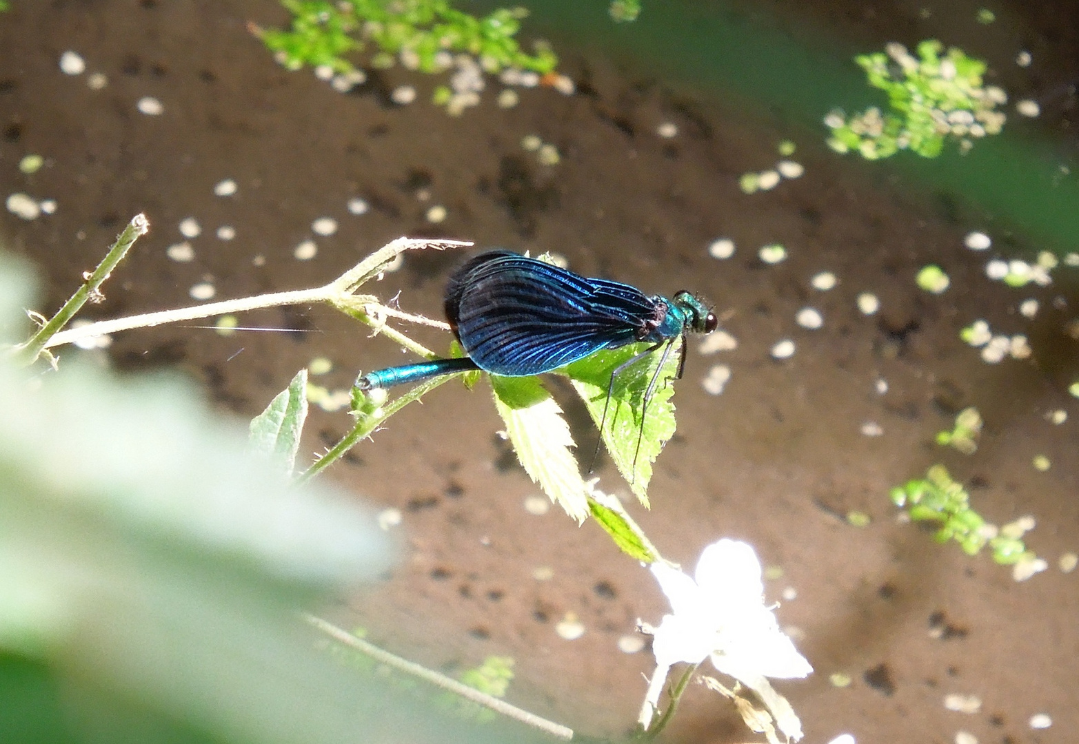 Blauflügelige Prachtlibelle II