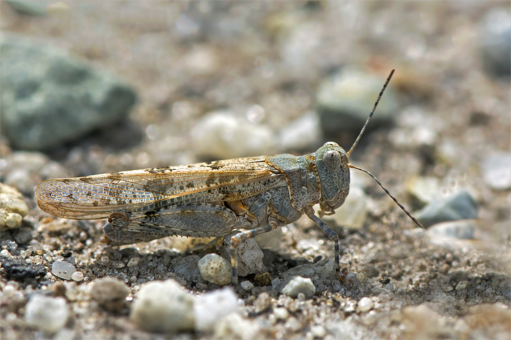 Blauflügelige Sandschrecke