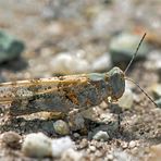 Blauflügelige Sandschrecke