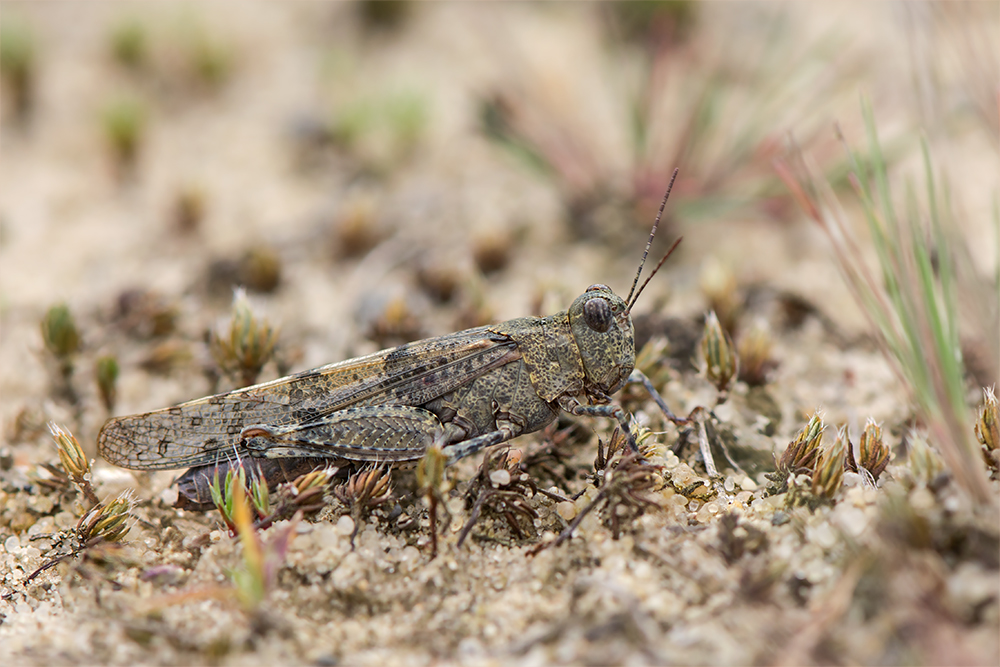 Blauflügelige Sandschrecke