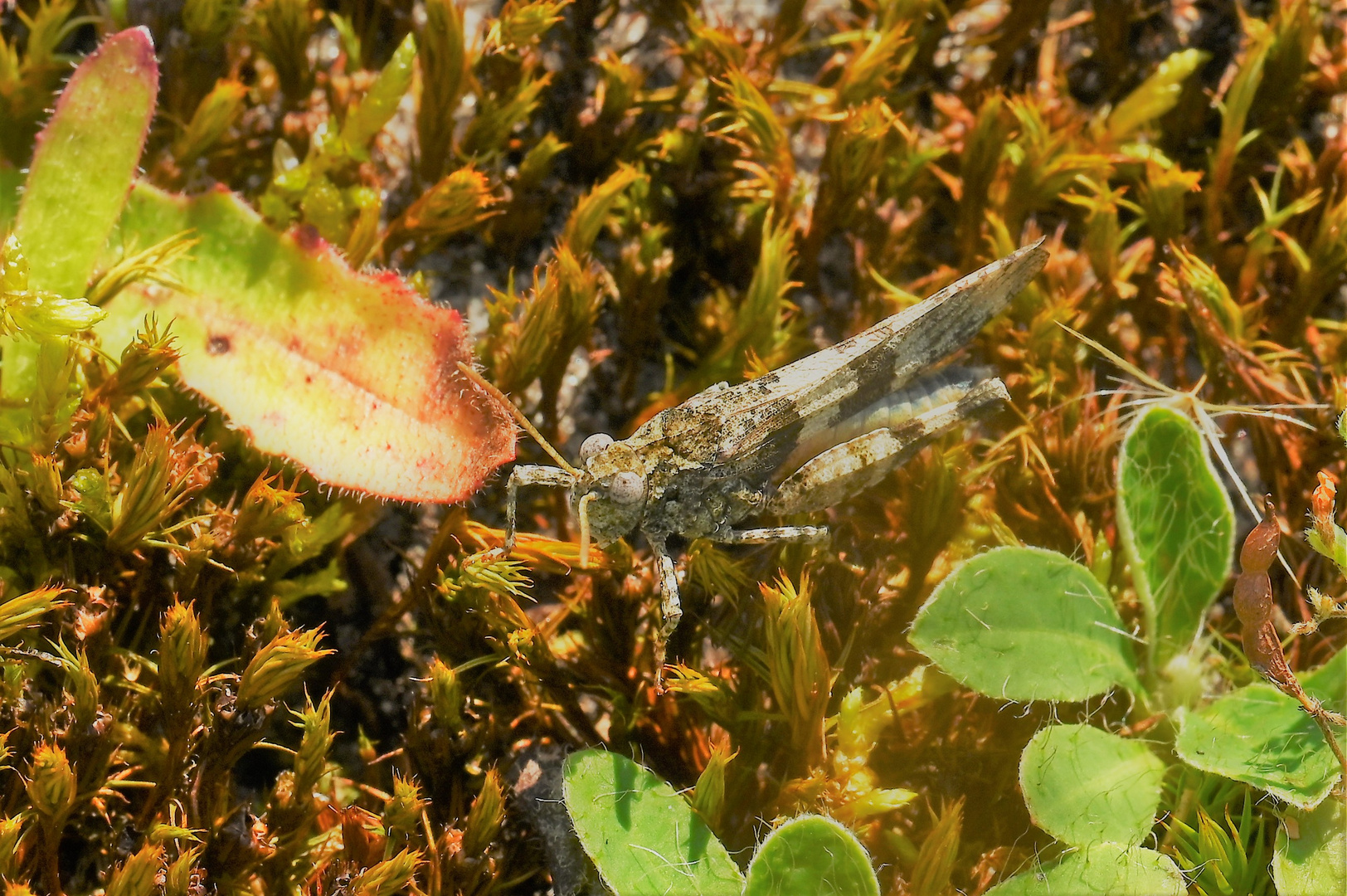 Blauflügelige Sandschrecke