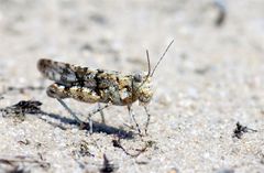 Blauflügelige Sandschrecke