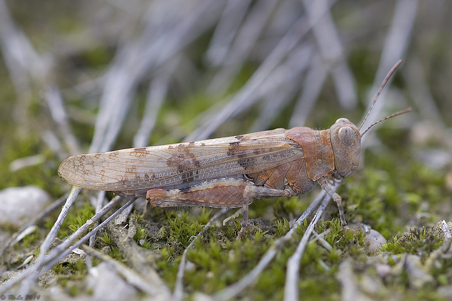 Blauflügelige Sandschrecke