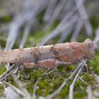 Blauflügelige Sandschrecke