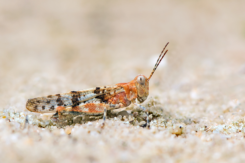 Blauflügelige Sandschrecke