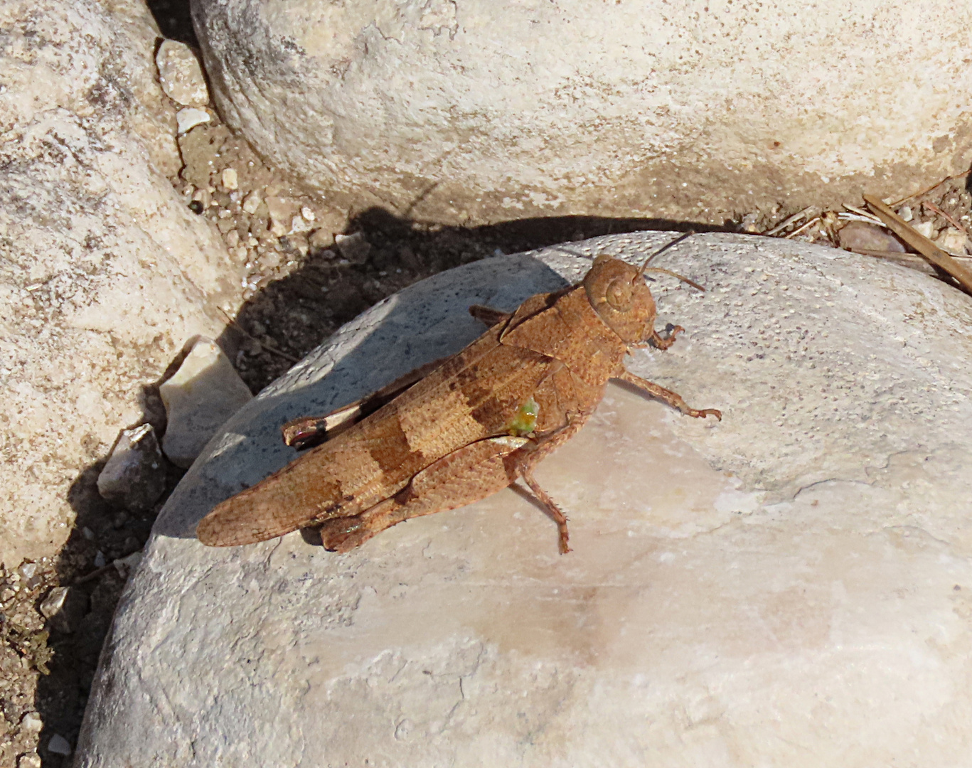 Blauflügelige Sandschrecke (Sphingonotus caerulans)