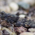 Blauflügelige Sandschrecke (Sphingonotus caerulans)