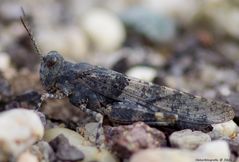 Blauflügelige Sandschrecke (Sphingonotus caerulans)