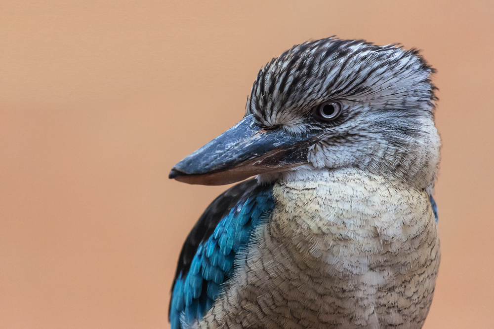 Blauflügeljägerlist