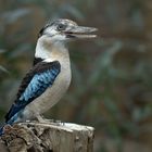 Blauflügelkookaburra