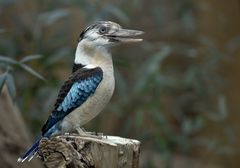 Blauflügelkookaburra