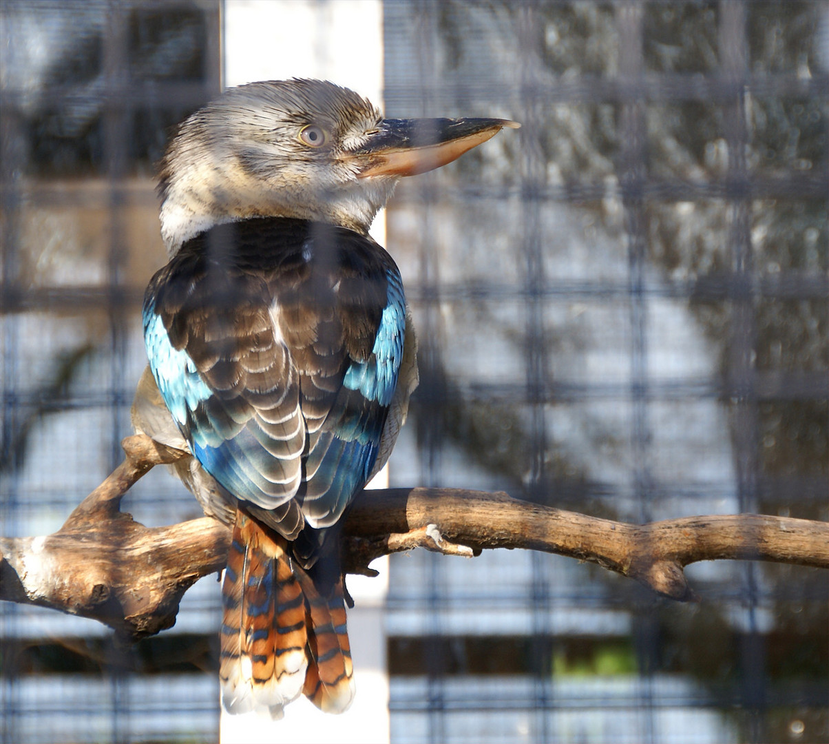 ..Blauflügelkookaburra..