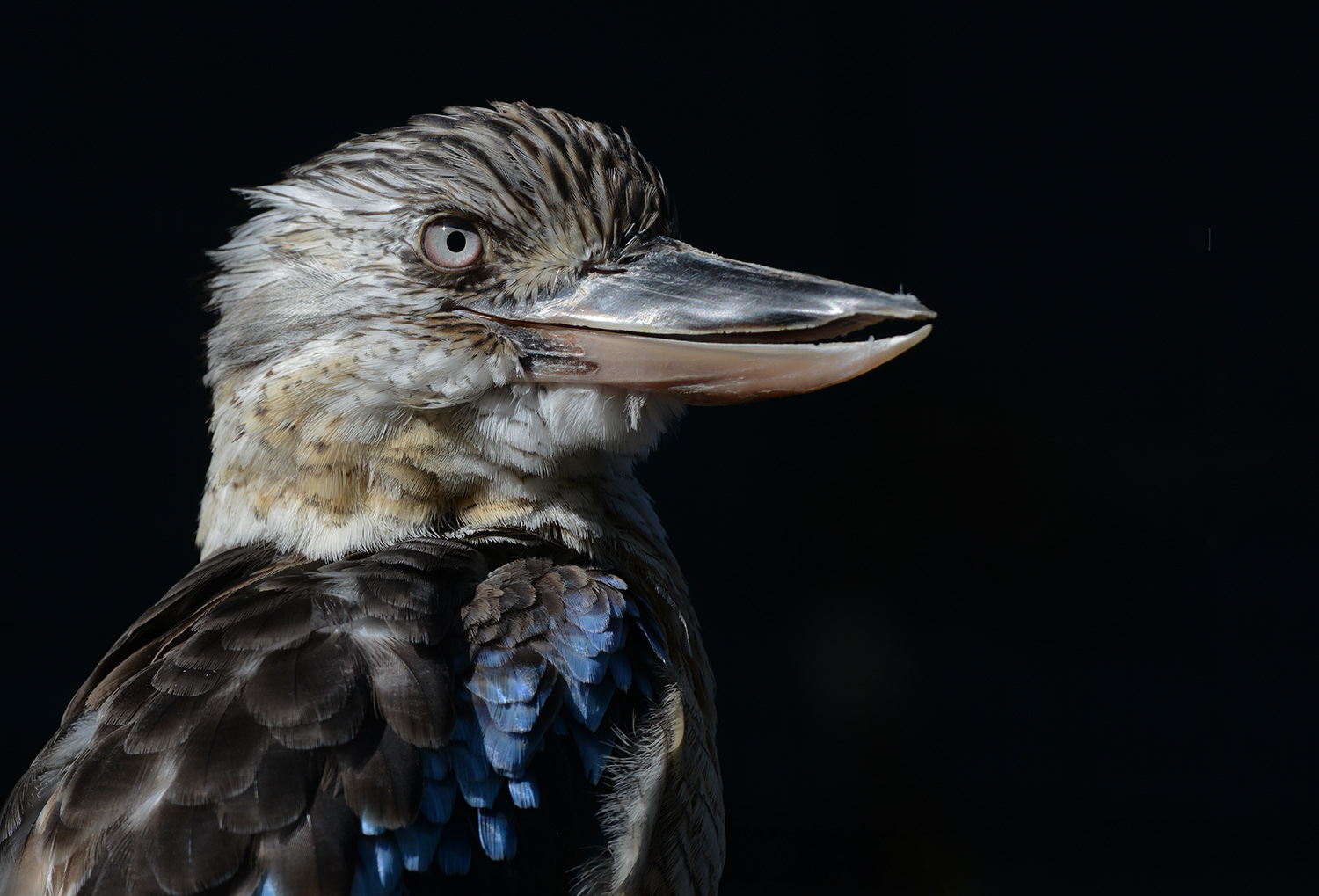 Blauflügelkookaburra