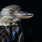 Blauflügelkookaburra