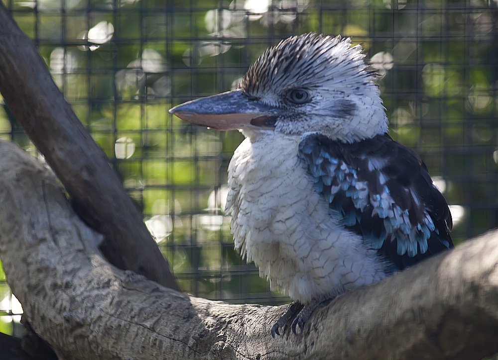 Blauflügelkookaburra