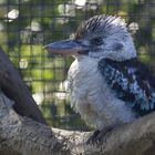 Blauflügelkookaburra