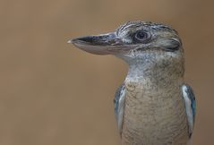 Blauflügelkookaburra