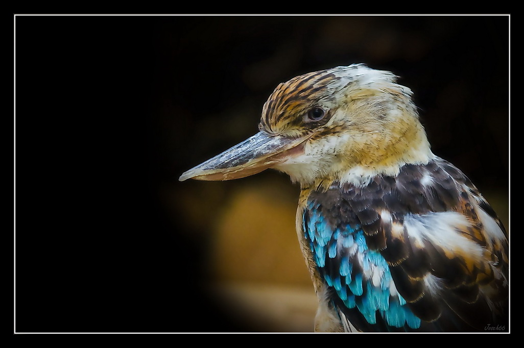 Blauflügelkookaburra