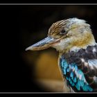 Blauflügelkookaburra