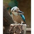 -- Blauflügelkookaburra --