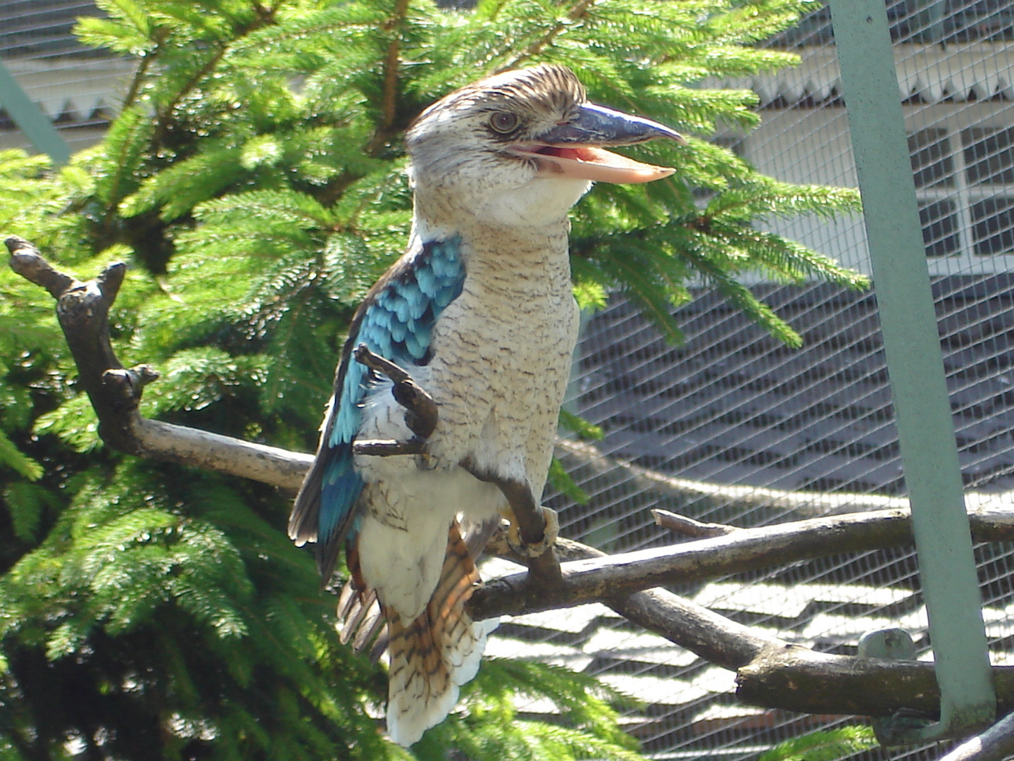 Blauflügelkookaburra/   Eisvogel