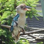 Blauflügelkookaburra/   Eisvogel