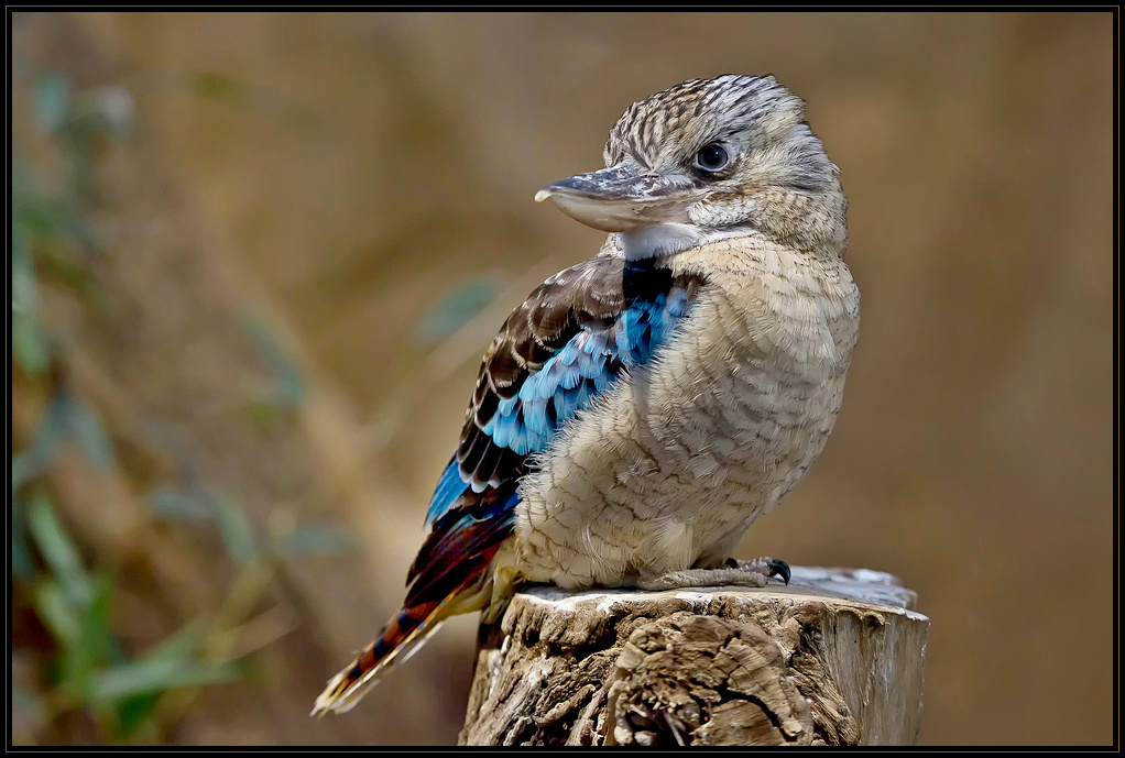 Blauflügelkookaburra