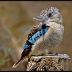 Blauflügelkookaburra