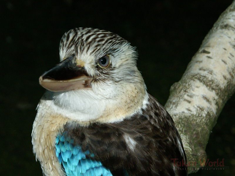 blauflügelkookaburra1.