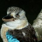 blauflügelkookaburra1.