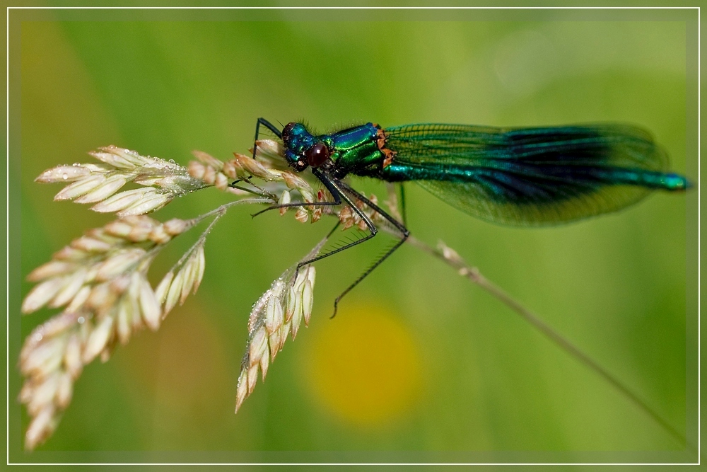 Blauflügellibelle / Blue dragonfly