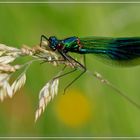 Blauflügellibelle / Blue dragonfly