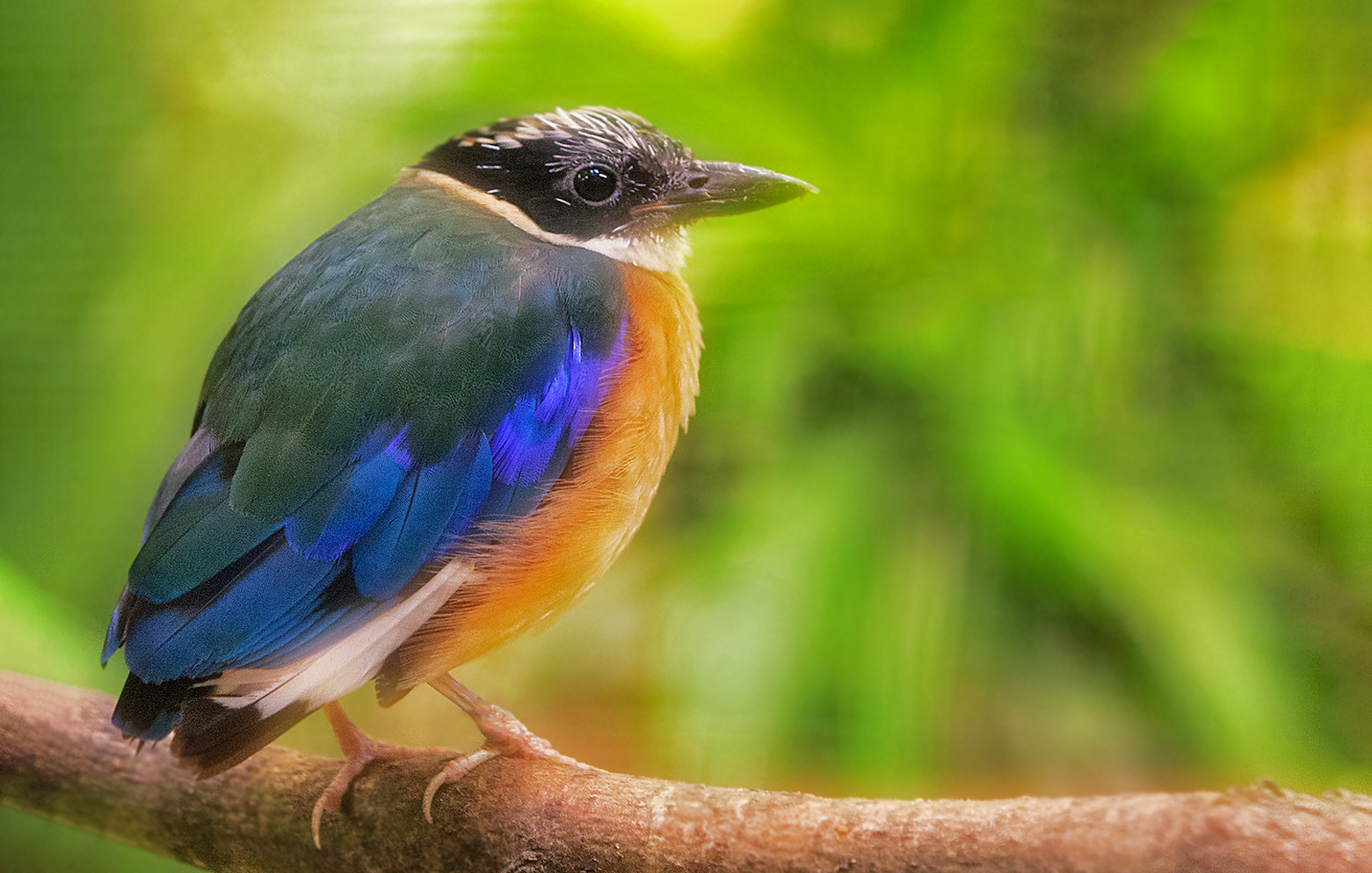 Blauflügelpitta 005a