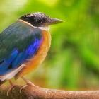 Blauflügelpitta 005a