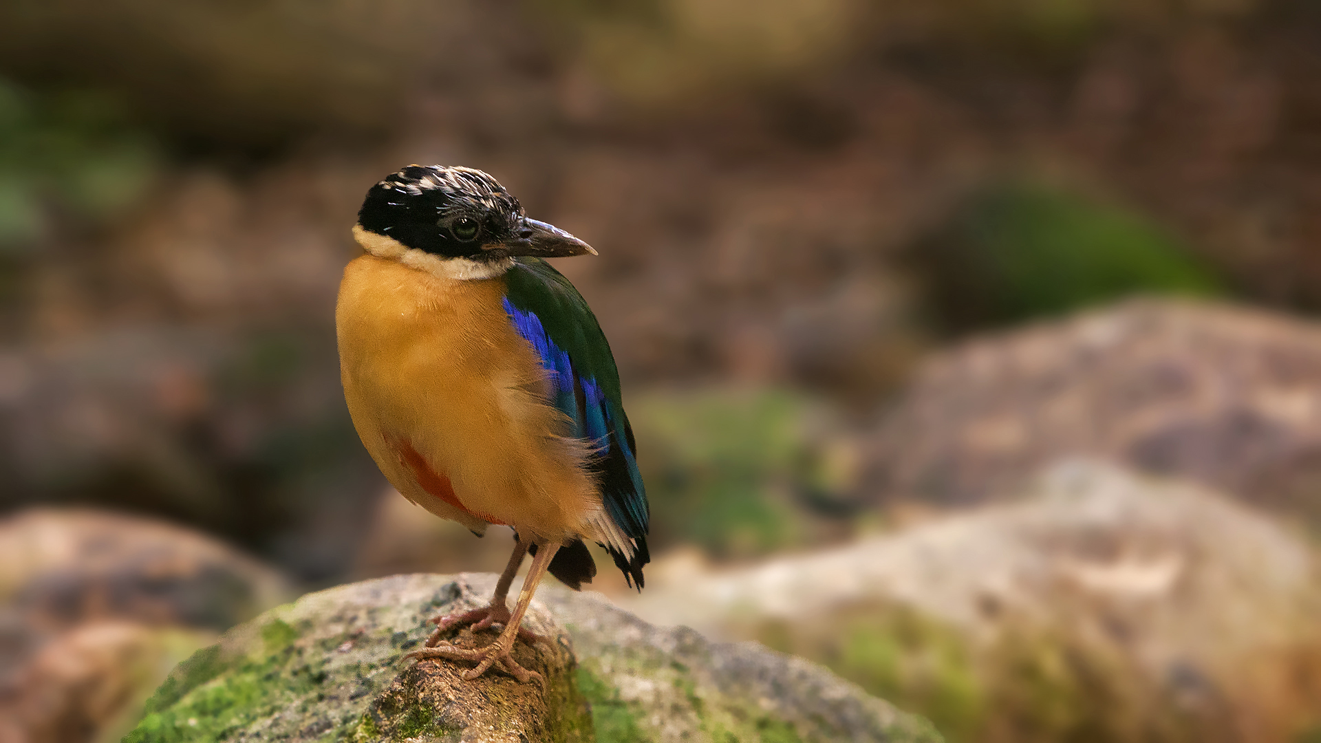 Blauflügelpitta 006