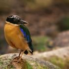 Blauflügelpitta 006