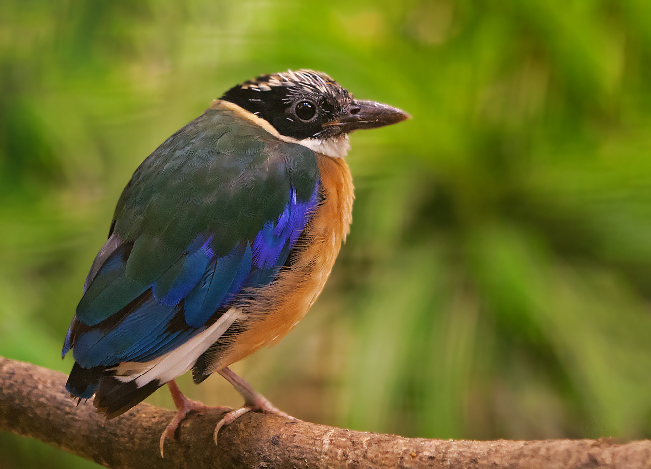 Blauflügelpitta 