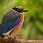 Blauflügelpitta 