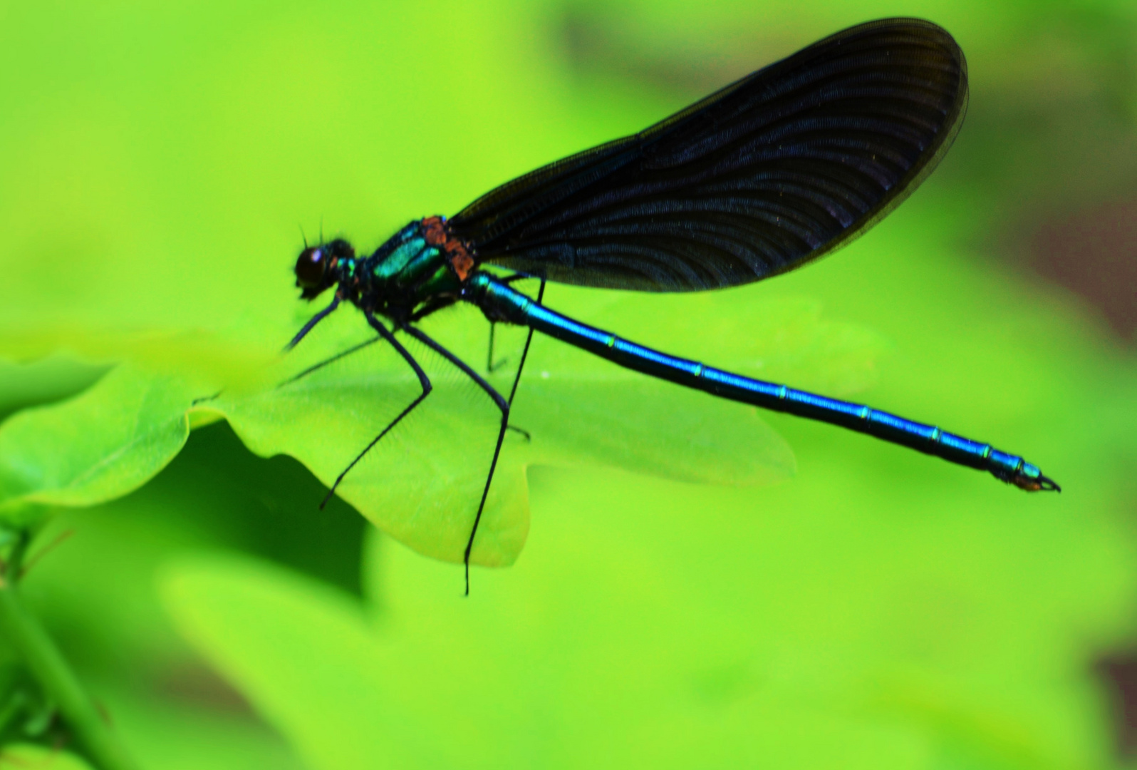 Blauflügelprachtlibelle