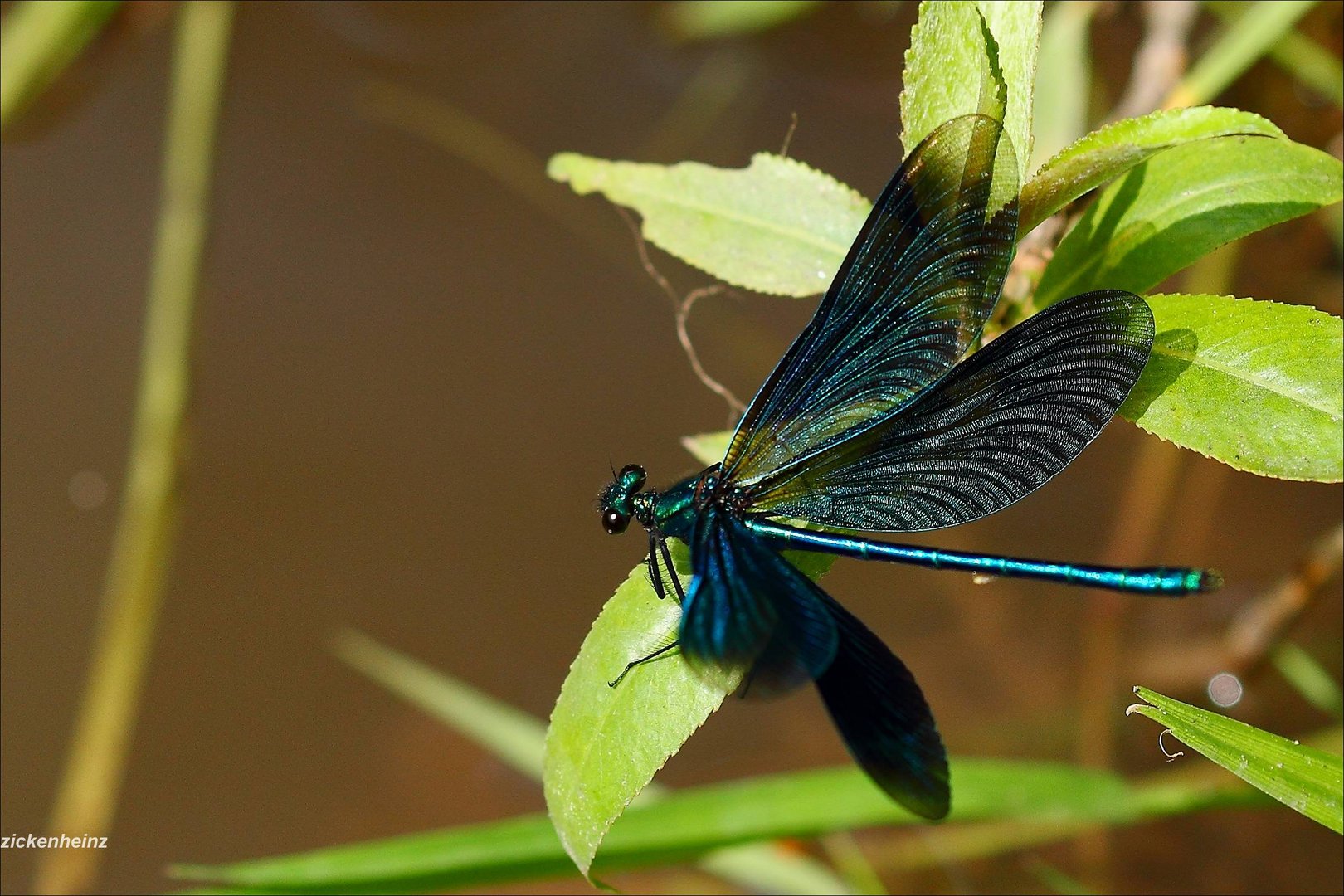 Blauflügelprachtlibelle 