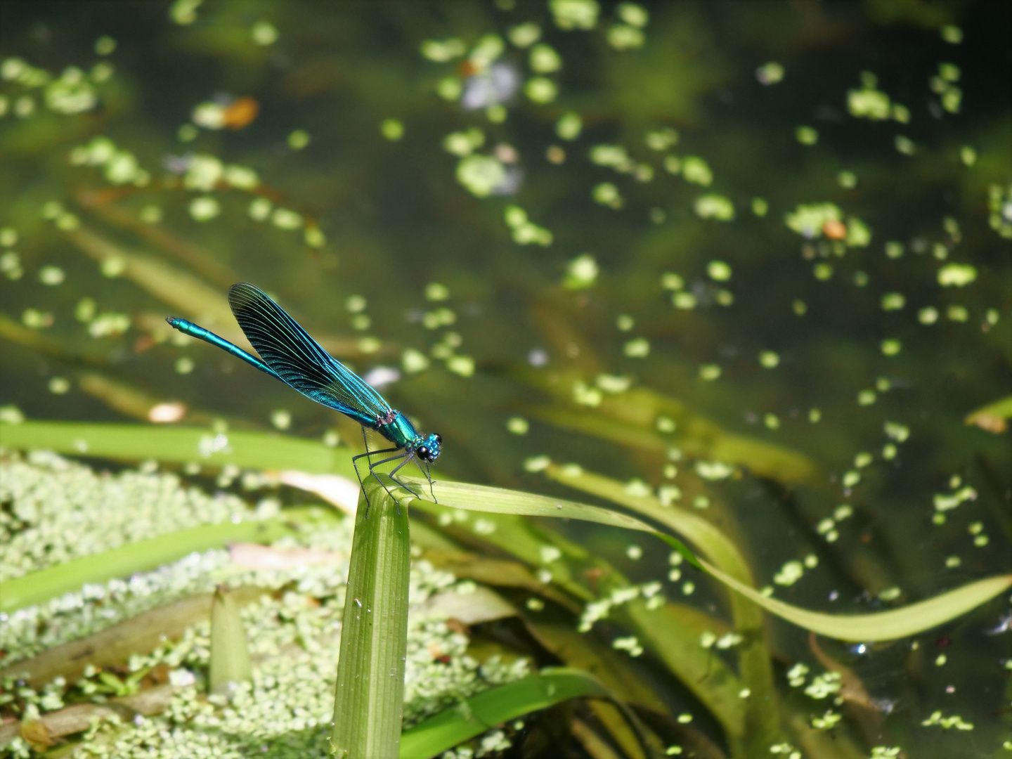 Blauflügelprachtlibelle