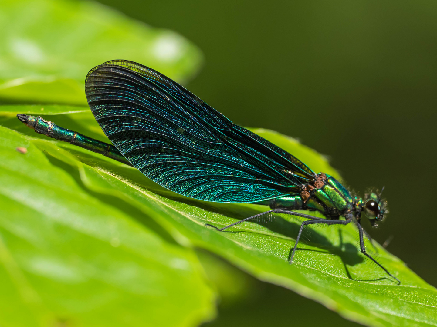 Blauflügelprachtlibelle