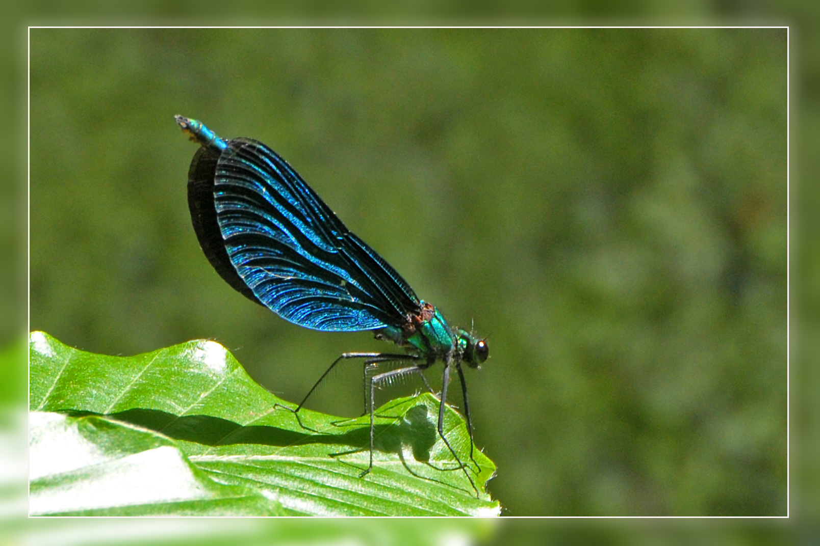 Blauflügelprachtlibelle