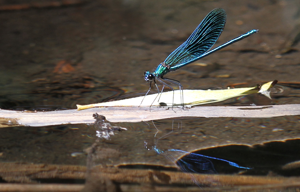 Blauflügelprachtlibelle