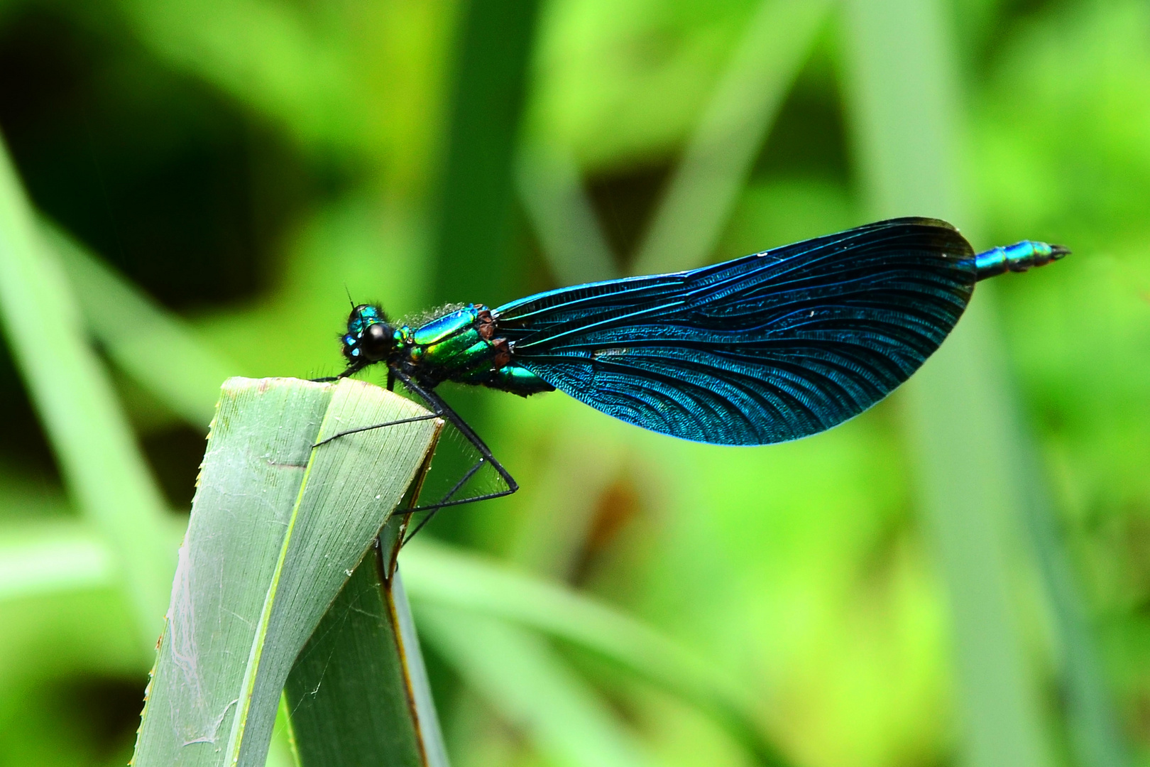 Blauflügelprachtlibelle